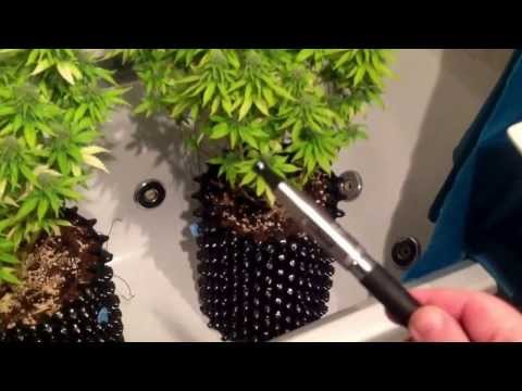 Dinachem Update Day 24 & Stopped Smoking Tobacco