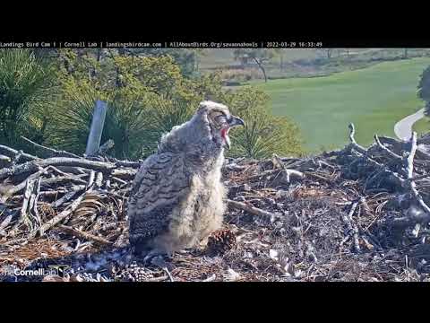 Savannah GHO Nest - Little one is getting sleepy