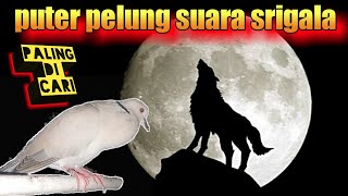 Download lagu penggemar PUTER PELUNG SUARA SRIGALA mp3 Download lagu penggemar PUTER PELUNG SUARA SRIGALA mp3