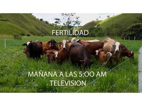 GANADERÍA SAN LUCAS SIMMENTAL   F1   SIMBRAH   GYR   GYROLANDO   MACEO   ANTIOQUIA CAP2