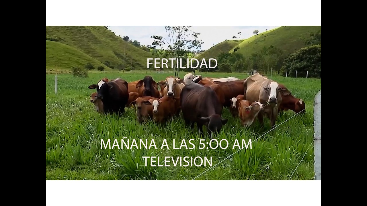 GANADERÍA SAN LUCAS SIMMENTAL   F1   SIMBRAH   GYR   GYROLANDO   MACEO   ANTIOQUIA CAP2