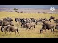 The Stampede