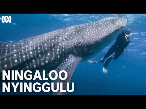 Swimming with whale sharks | Ningaloo Nyinggulu | ABC TV + iview