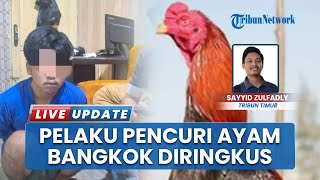 Remaja Maling 4 Ayam Bangkok Pakhoy di Gowa Diringkus Polisi, Bikin Rugi Korban Rp20 Juta