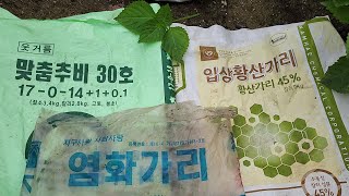 들깨밭에 오늘 염화가리를 뿌렸습니다. 잘되게 가꾸는 방법은??