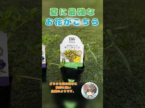 今年の最初の花がすでに美しさを見せています。彼らは何ですか？  庭園