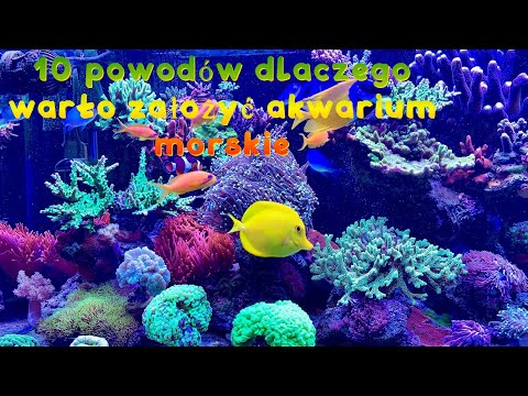 10 powodów dlaczego warto założyć akwarium morskie. REEF tank 300l (80g).