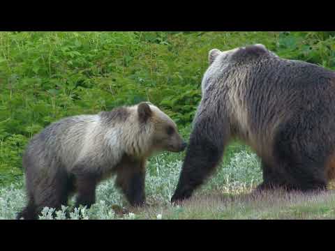 Four Facts About Canada - Learn English ESL (Listening and Worksheet)