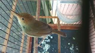 Download lagu prenjak kepala merah paud belajar bunyi mp3 Download lagu prenjak kepala merah paud belajar bunyi mp3