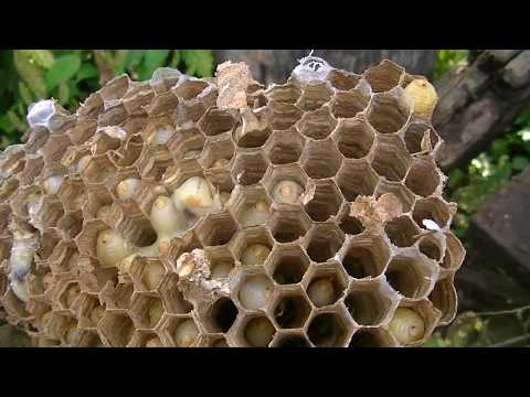 Нашли гнездо шершней на пасеке. Укус шершня. Жизнь в деревне / Семья Фетистовых