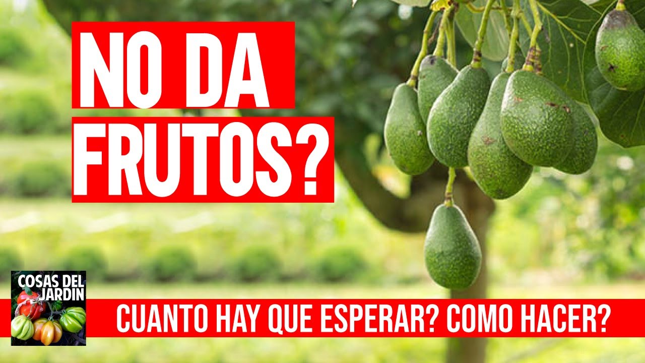 Por qué tu Aguacate no da frutos Cuanto demora el aguacate en dar frutos
