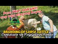 BRANDING OF LARGE CATTLE Paghehero Ng Malalaking Hayop Bakit Mahalaga
