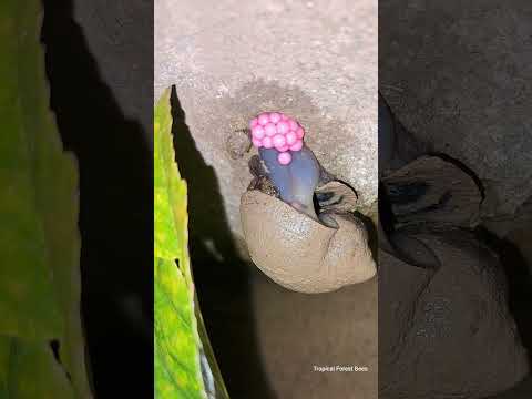 It's amazing to see apple snails laying eggs🥰 | Tropical Forest Bees #snails #snail