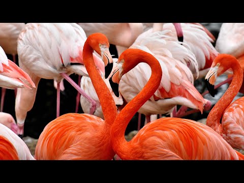 Stunning Pink Water Birds - Flamingo                                            #natureconservation