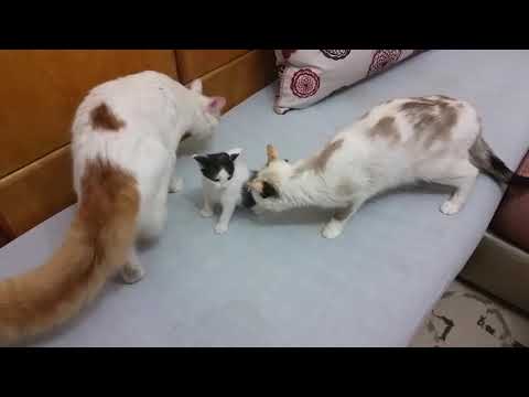 Momma cat comes to the rescue when daddy is playing