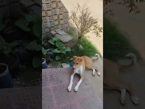 aka khete nei vag hore khete hay