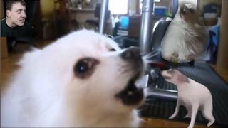 bork till you&#39;re dead