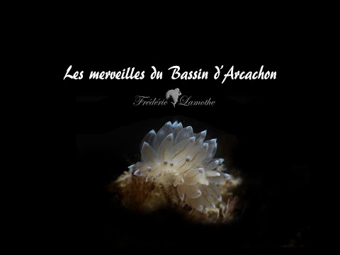 Présentation des merveilles du bassin d'Arcachon