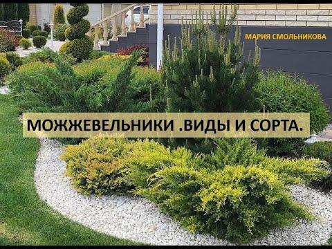 Можжевельники . Виды и сорта .