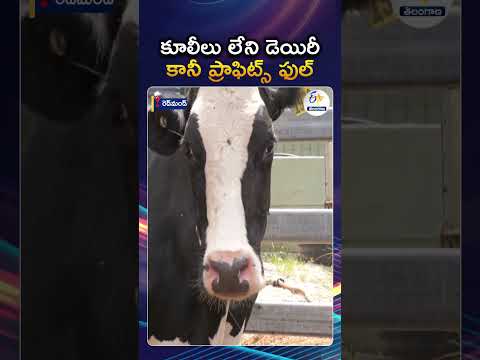 Automated Dairy Farm Using Milking Machines | There Is No Need For Workers