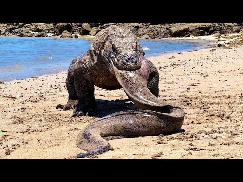 Grey Monitor Lizard vs Cobra – Fearless Desert Warrior!🐍💥