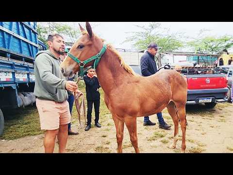 FEIRA DE CAVALOS EM CACHOEIRINHA-PE  16-07-2026  #nordeste