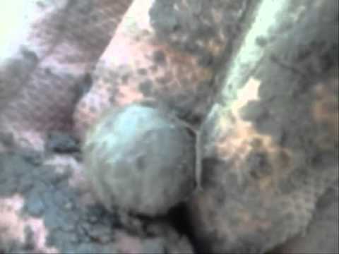 Moje Wykopki (Odc. 57) Wietrznie i deszczowo