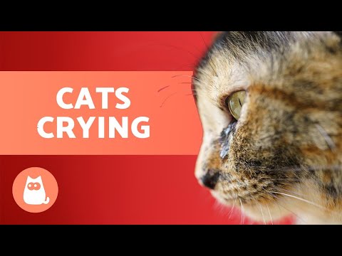Why Does My CAT Keep CRYING? 😿💦 (6 Main Causes)