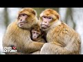 The Most Common Monkey In The World Macaque Animal Empires 101