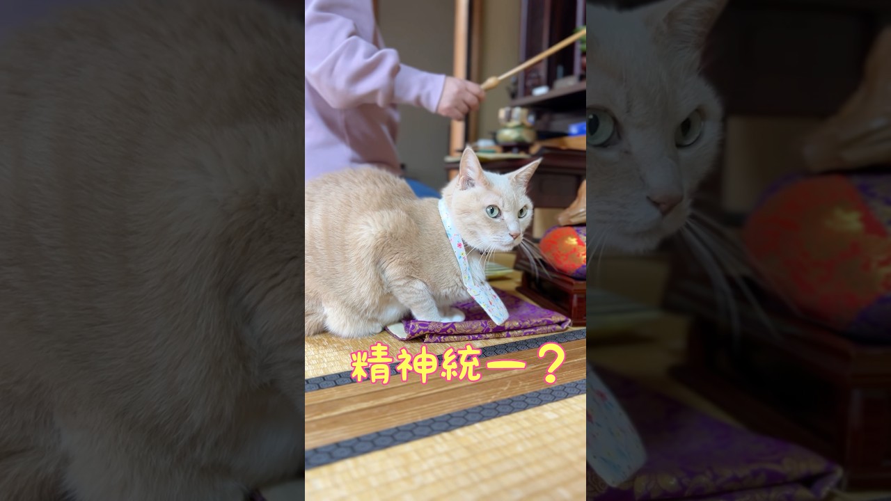 【猫和尚】一生懸命さが伝わってきます #猫のいる暮らし #猫癒し #猫かわいい