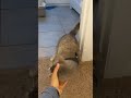 Grey Tabby Cat Just Wanna Go And Play Shorts