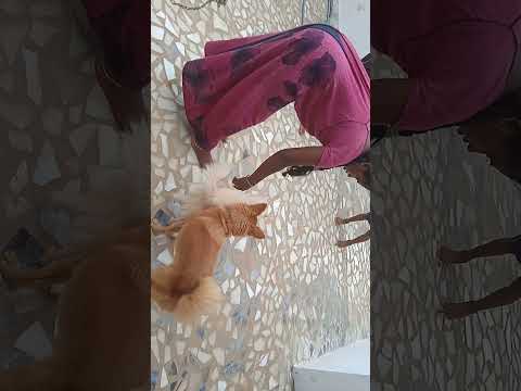 House🐕🐕🏠11 November 2021