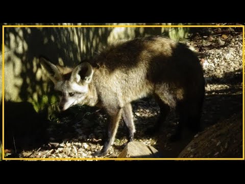 Otocyon megalotis - (Desmarest, 1822) - (Canidae) - Otocyon, renard à oreilles de chauve-souris