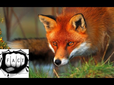 download lagu mp3 mp4 Fox Colors, download lagu Fox Colors gratis, unduh video klip Fox Colors