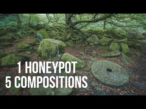 1 Honeypot, 5 Compositions - Padley Gorge, Woodland Photography