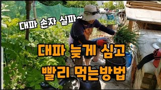 대파 늦게 심어서 엄청빨리 실컷 먹는방법! (대파손자 실파)  #대파심는방법 #대파심기 #대파빨리먹는방법 #…