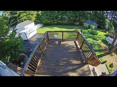 Red shouldered hawk vs. squirrel, an almost epic battle