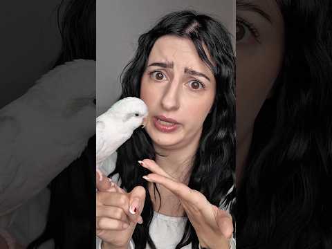 SKY È ALLERGICO AL POLLINE 🤧