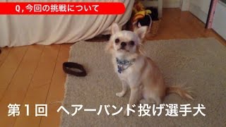 【愛 犬】第１回 ヘアバンド投げ 選手 犬【ゆっくり】