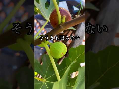 園芸 イチジクのリラ、リライチジク