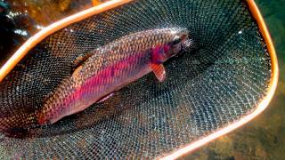 A Fly Fishing Guide's Season in Oregon