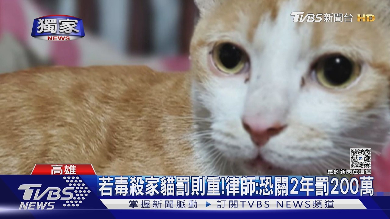 影音／男遭控下藥抓鄰居家貓丟棄！　律師：若毒殺恐關2年罰2百萬