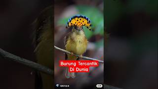 Download lagu BURUNG TERCANTIK DIDUNIA #MasteranBurung #SuaraBurung #PikatBurung #KicauBurung #BurungGacor mp3