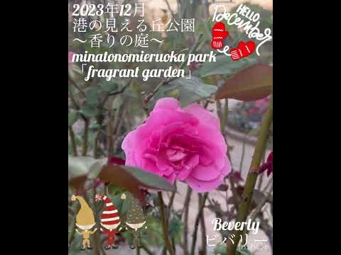 香りのよい冬に開花するサルココッカ コンフーサを持つ常緑低木