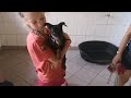 Zwergpinscher welpen kaufen