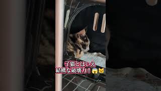 三毛の子猫ファミリー計画⑨遂に捕獲成功！🙀🥹 #ニャンキー #三毛猫 #子ネコ #天涯孤独 #cat