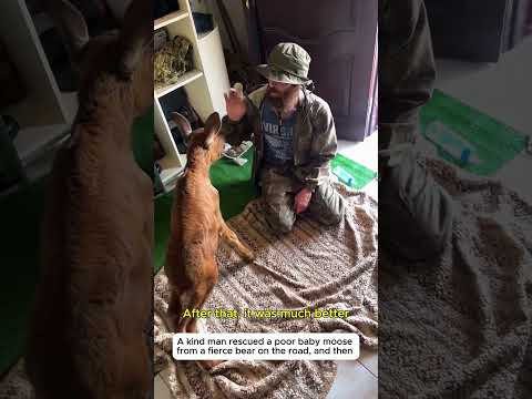 Rescuing an injured baby moose #moose #wildlife #rescue #animal #lovestory #cute #animalfriendship