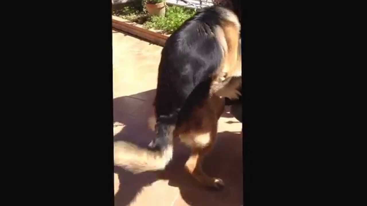 Watch Now Accoppiamento pastori tedeschi !!! ( all'ultimo la mia voce fa schifo ) Accoppiamento pastori tedeschi !!! ( all'ultimo la mia voce fa schifo )