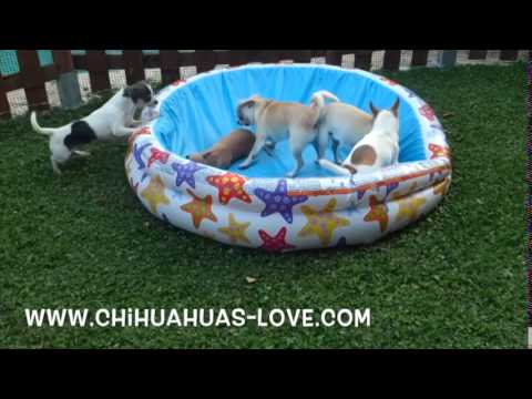 Click to View : Chihuahuas Felices Jugando