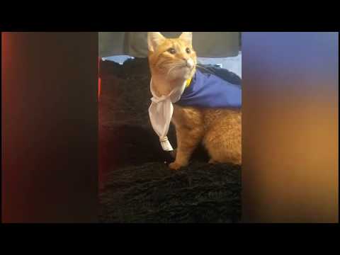 Gattini nei panni della Bella e la Bestia. Die schöne katze und das Biest(die Schöne und das Biest)